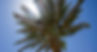 palm