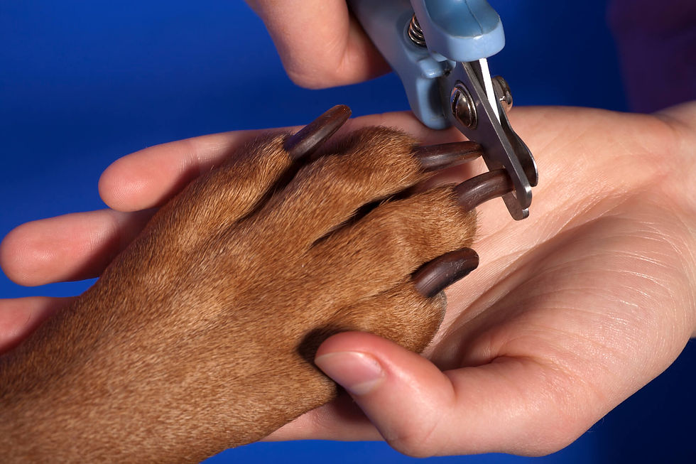 Mobile Dog Grooming 002.jpg