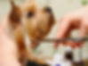 Dog Grooming 3.jpg