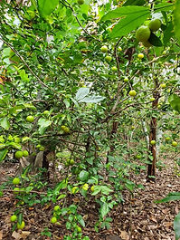 LIMON DULCE.jpg