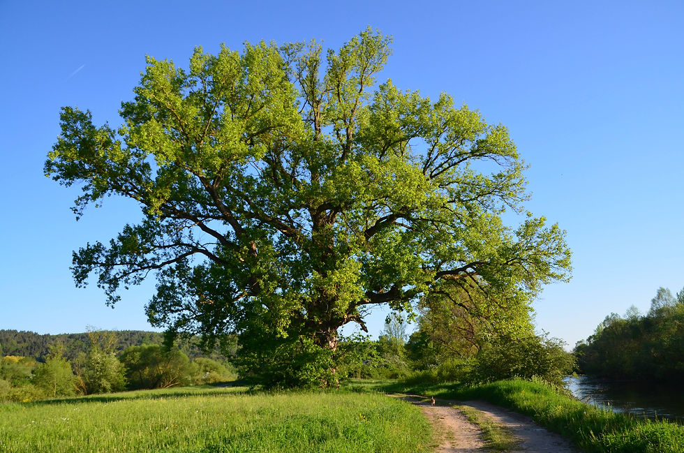 Schwarz-Pappel am Main
