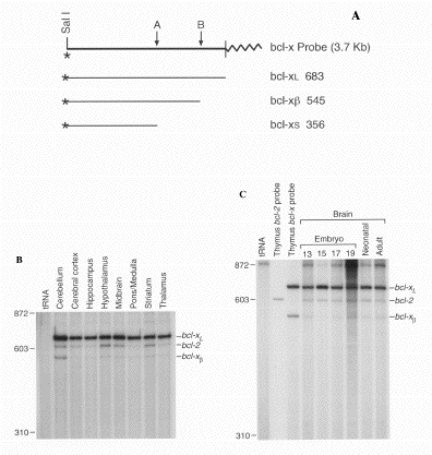 ApoptosisResearch3.gif