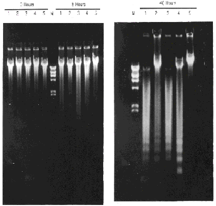 ApoptosisResearch2.gif