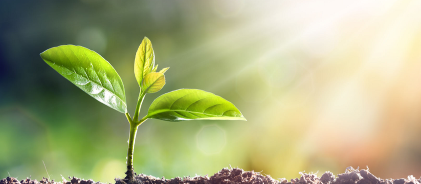small plant growing in sunlight