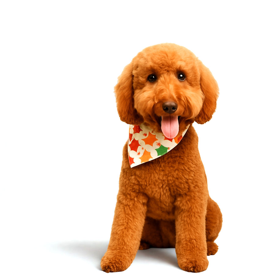 Untitled design (18)_edited.jpg