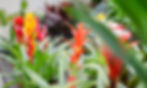 Blumen Angerer