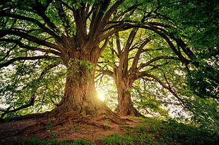 trees-3822149_1920_edited.jpg