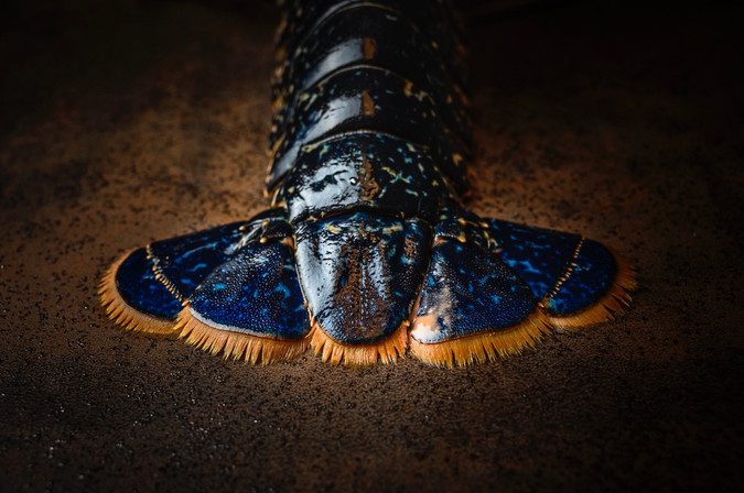 _DSC3732.jpeg