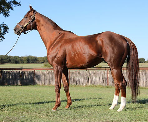 King Zachary standing at Solitude Thoroughbreds in Alvord, Texas