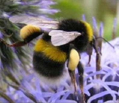 Whitetail bumblebee