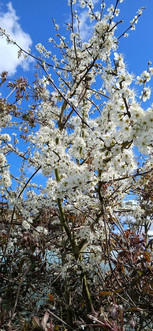 April in the Apiary- Close up of blackthorn