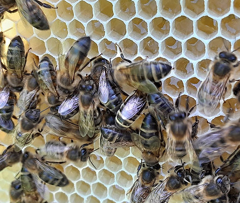 Apiary & Beekeeping