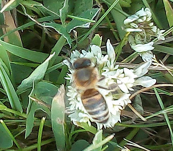 bee on clover