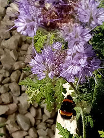 Wildflowers attarct bees