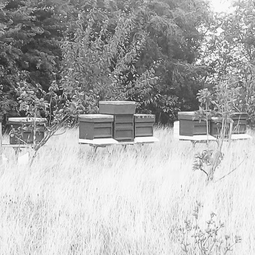 Spring in the Apiary