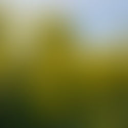 What Happens When the Yellow Fields Disappear?