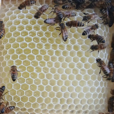 What Is Beeswax?