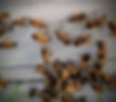Honeybees