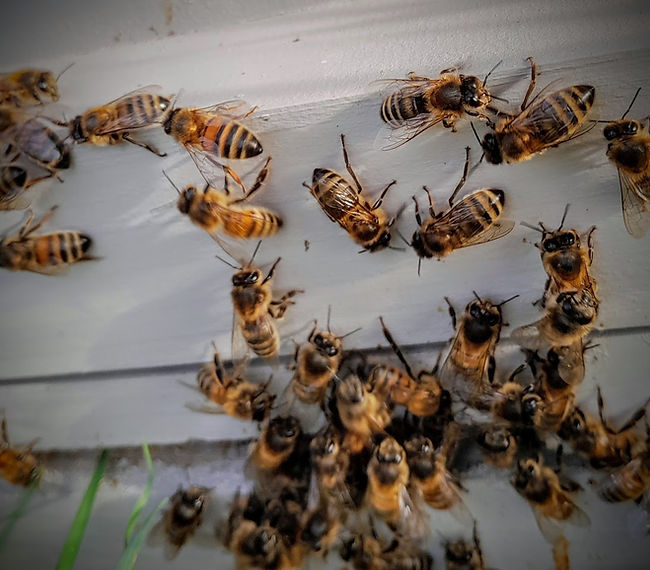 Honeybees