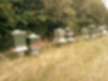beehives