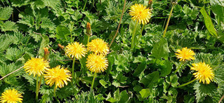 April in the Apiary, Dandelions a great underestimated valuable source for bees