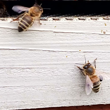 Guard bees protecting the beehive