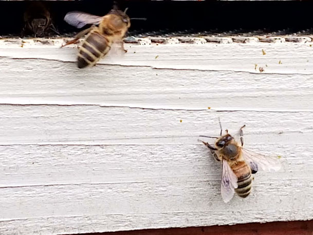 Guard bees protecting the beehive