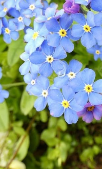 blue flowers great for bees