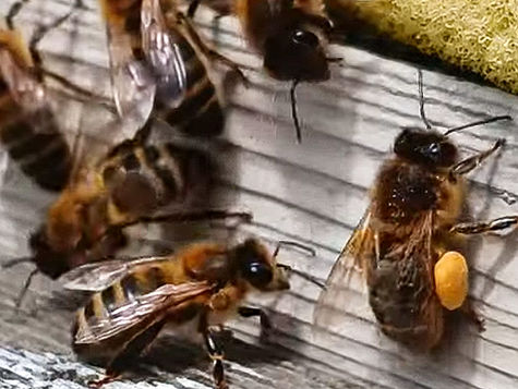 Honey bees with pollen