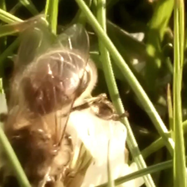 Bees working clover