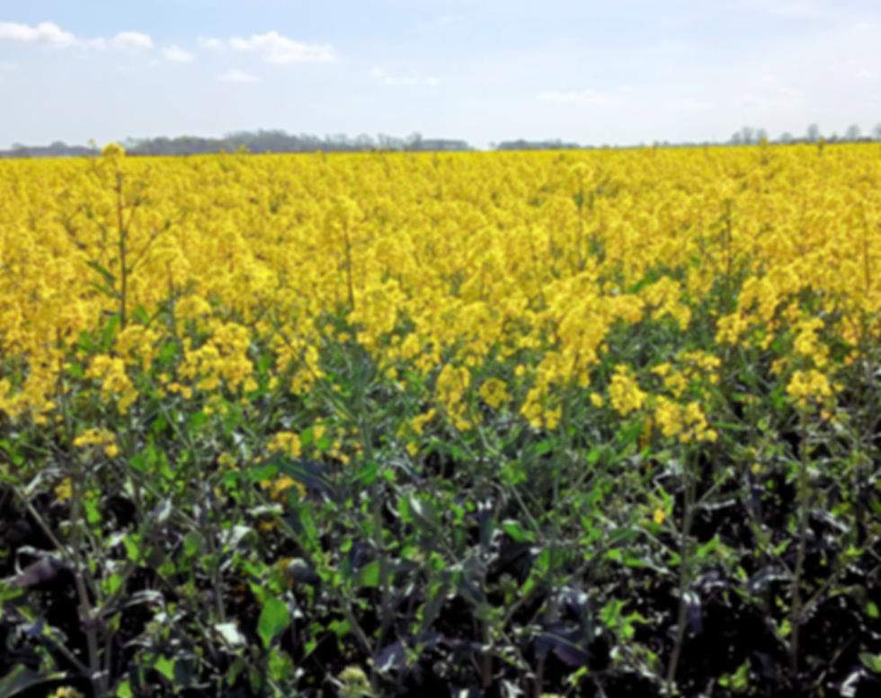 poil field 2.jpg