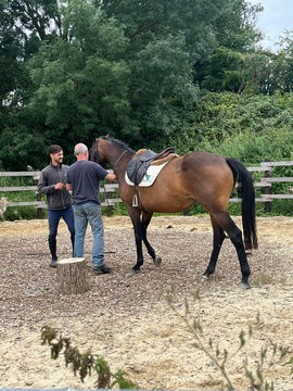 Guillaume Mérel au travail à pied du cheval