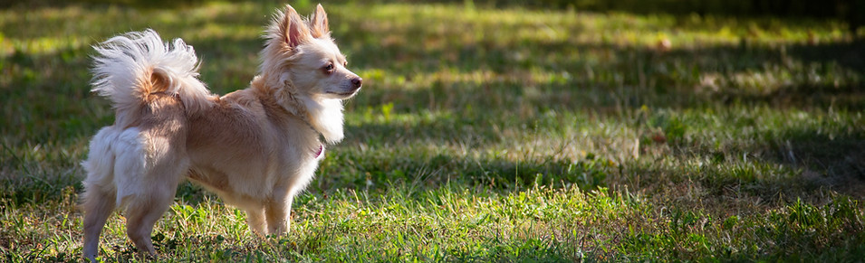 gigi1_edited.jpg