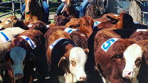 Team Penning Buckle Series - Round 4 Draws
