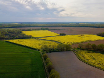 Vue d'ensemble de plusieurs parcelles de colza par Beaufort Drone pour recherche de dégats de gibier et intemperie à Chateauroux