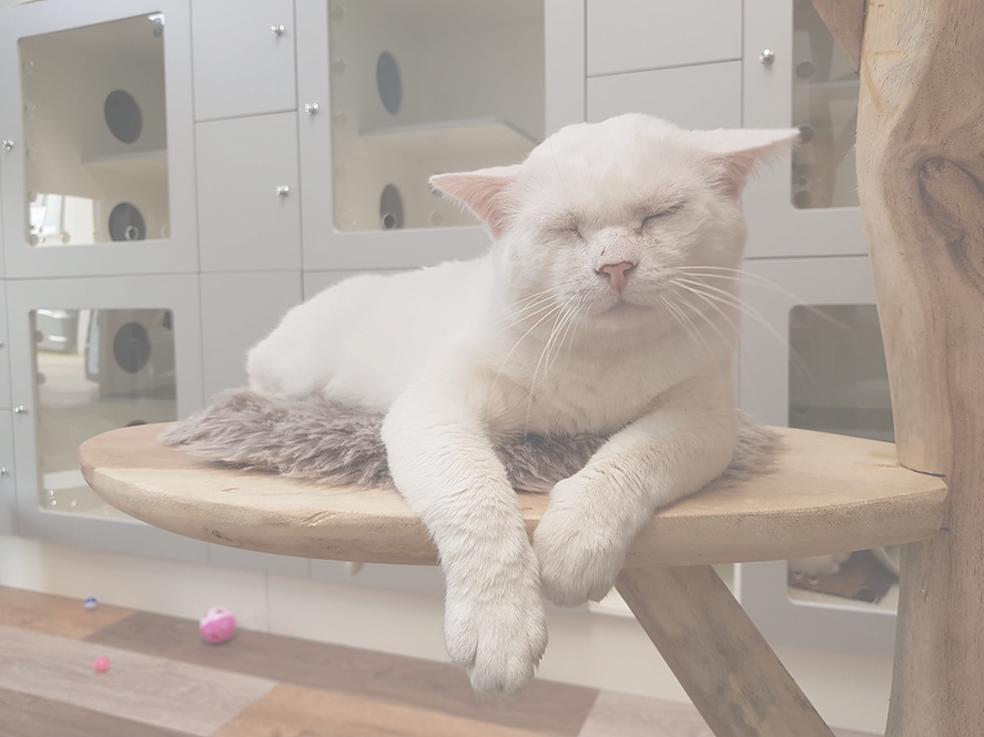 White straycat
