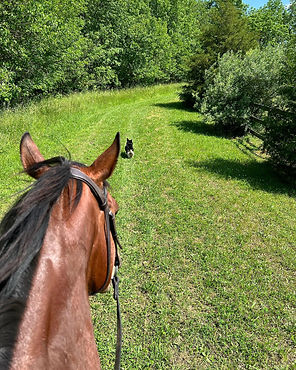 Home | Arrowhead Stables