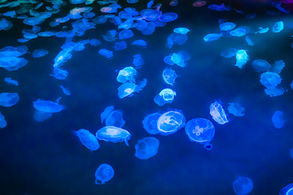 すみだ水族館で魚を撮影する。