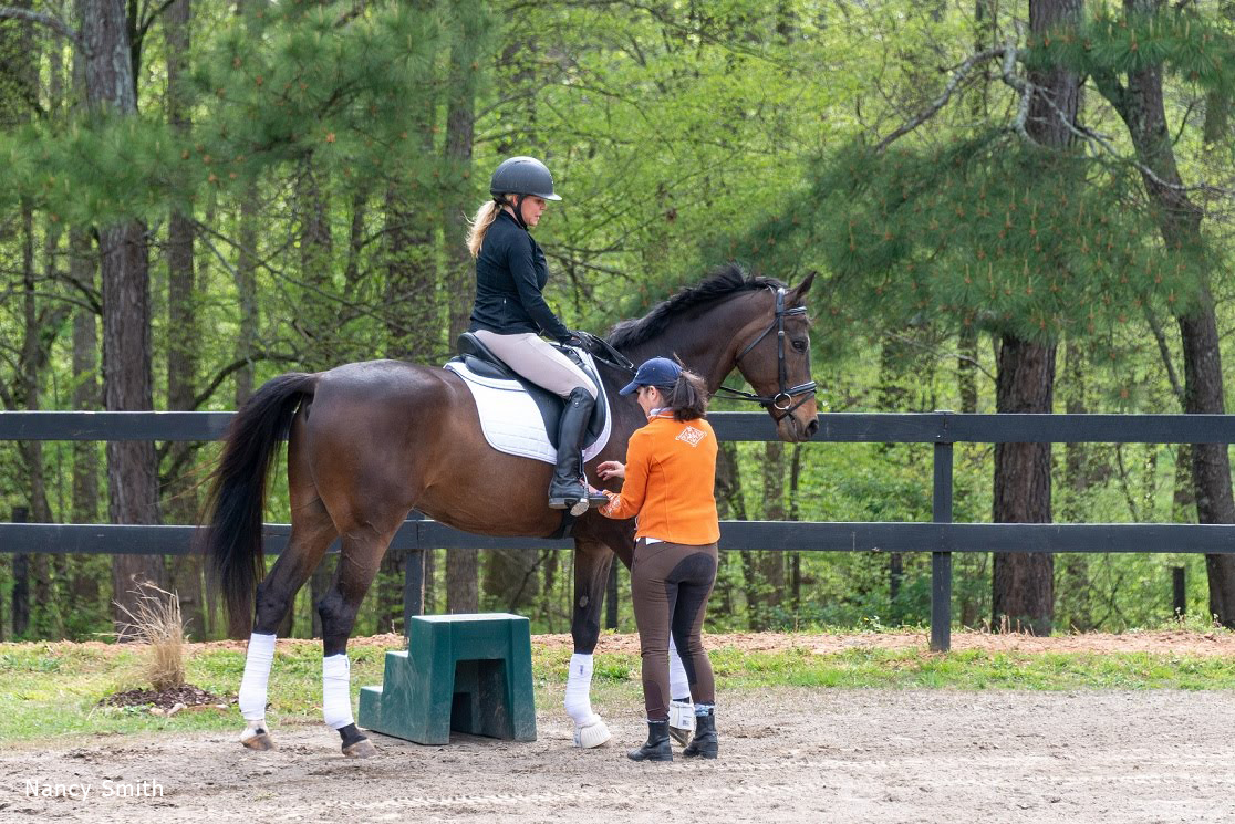 Volunteer Arabian Horse