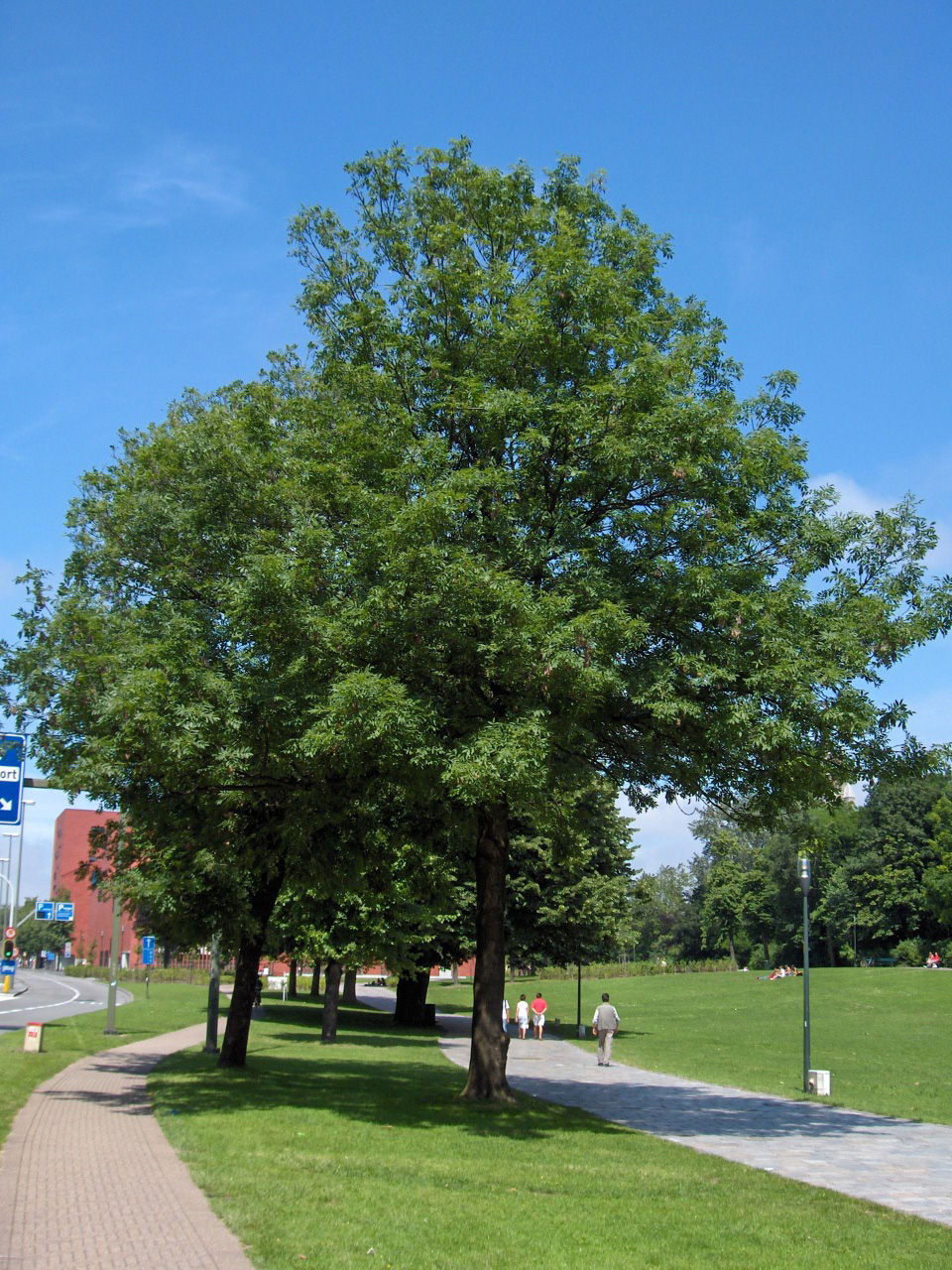 Fraxinus_excelsior