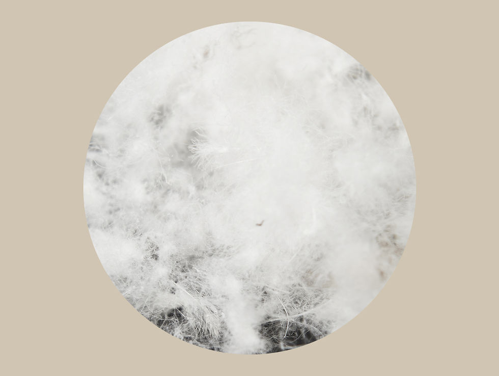 Miniaturbild: Prima, Daunen-Bettdecke (Übergangsdecke)