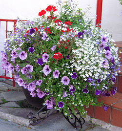Flowers at Sunningdale.