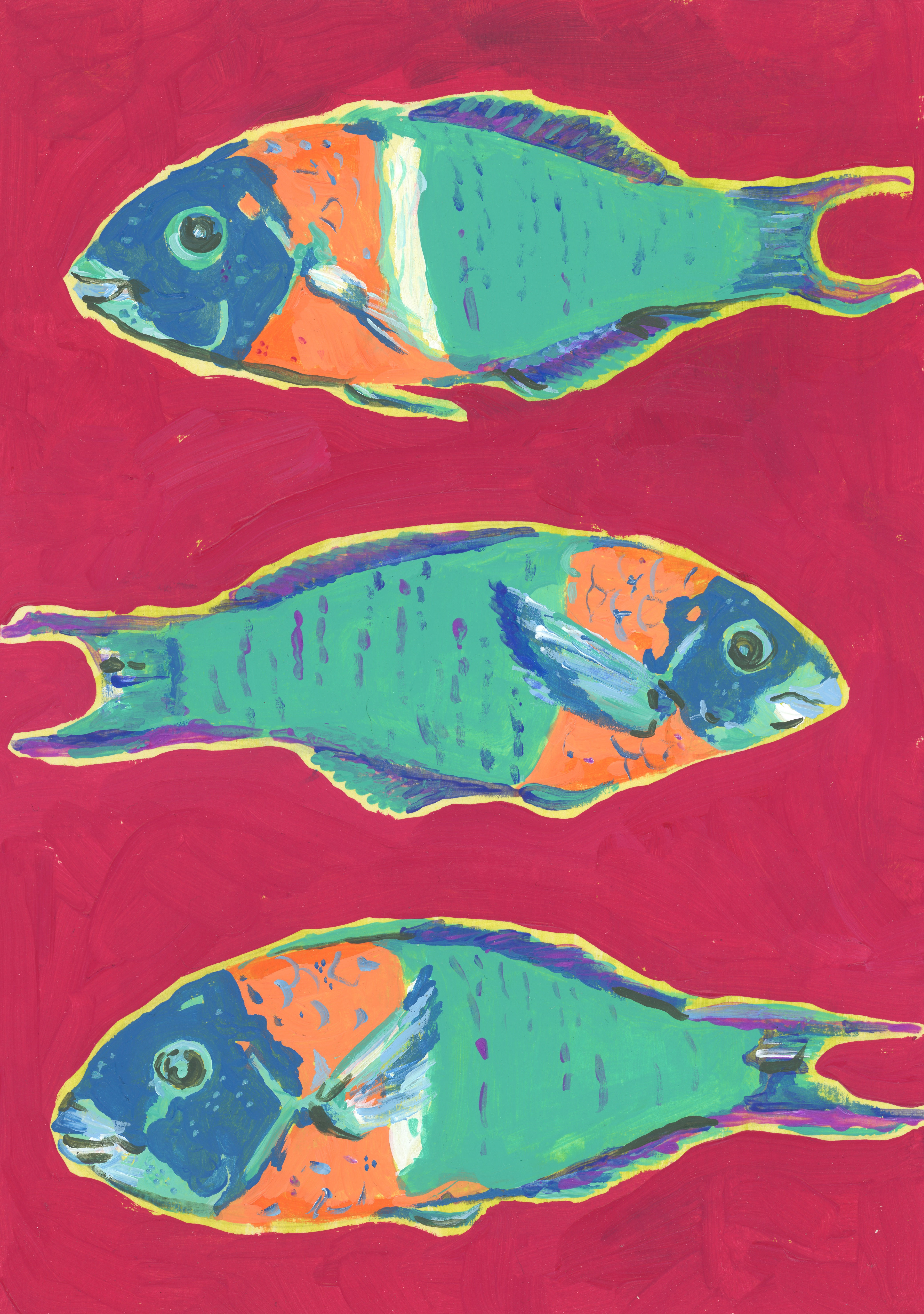 Saddle Wrasse