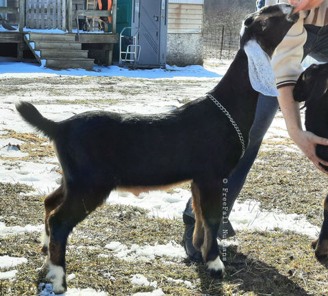 FreeFall Nubians HOLCOMB FARM TT NEPTUNES TOKEN