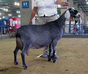 FreeFall Nubians Wisconsin WINGWOOD FARM TIM'S ALTHEA