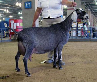 FreeFall Nubians WINGWOOD FARM TIM'S ALTHEA