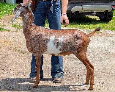 FreeFall Nubians Wisconsin Nubian Goats