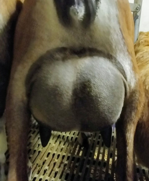 FreeFall Nubians LAKESHORE HEAVEN HILL