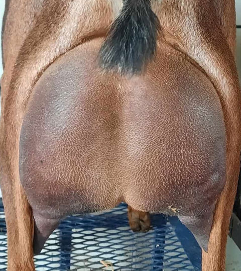 FreeFall Nubians FREEFALL KJ POCKET ROCKET