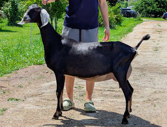 FreeFall Nubians FREEFALL KDS FLIGHT RISK